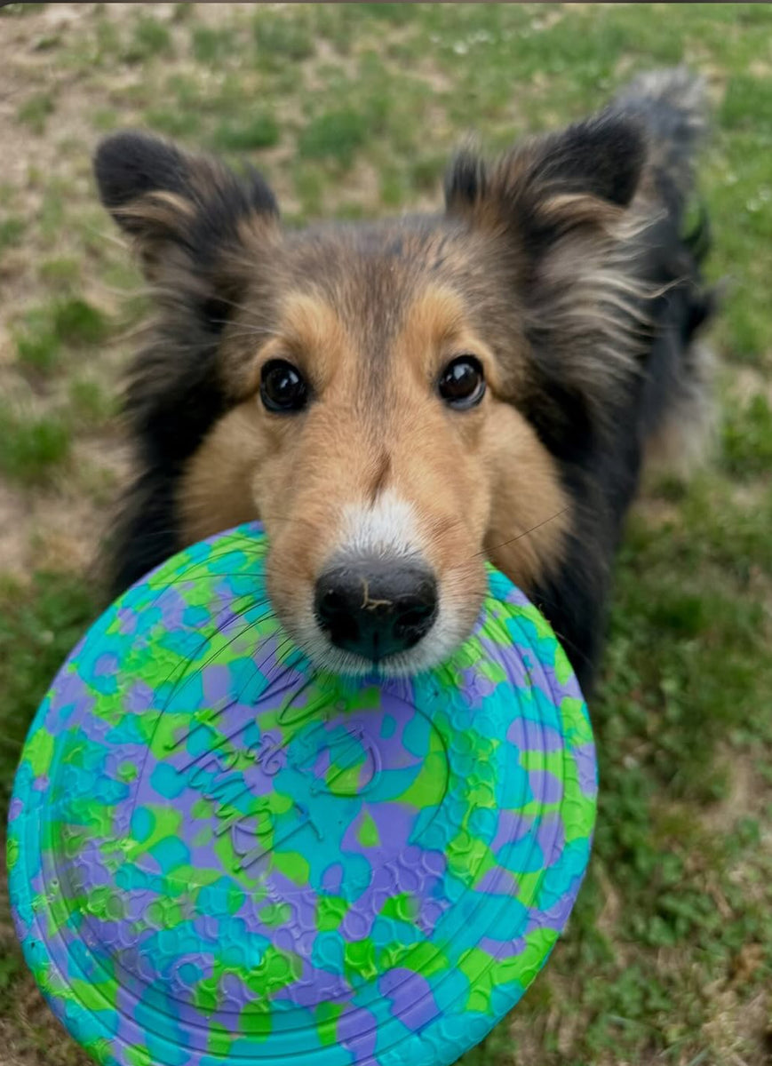 Exclusive to Wild At Heart Wild Frisbee 7 inch – Wild at Heart Pet Company